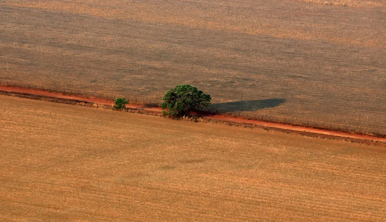 Pantauan dari foto udara sebuah pohon terlihat berdiri di atas lahan yang disiapkan untuk penanaman kedelai, Negara Mato Grosso di barat Brasil, Minggu (4/10). Brasil akan menghasilkan rekor 97.800.000 ton kedelai di 2015-2016.  (REUTERS/Paulo Whitaker)