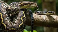 Ular Sanca Kembang dan Ular Cicak