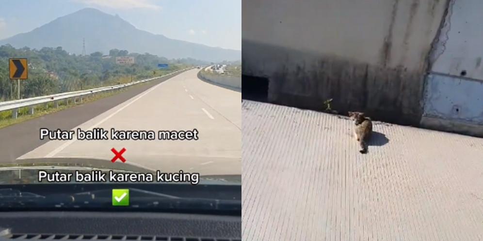 Putar balik di jalan tol selamatkan kucing (TikTok/@tio_russ)