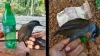 Burung pelanduk, burung endemik Kalimantan yang sempat disangka sudah punah. (dok. tangkapan layar Zoom)