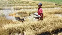 Seorang petani di Gorontalo membakar sawahnya yang gagal panen lantaran kekurangan pasokan air di musim kemarau. Setidaknya ada puluhan hektare sawah di Gorontalo yang gagal panen akibat kekurangan pasokan air. (Liputan6.com/ Arfandi Ibrahim)