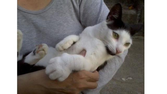 10 Potret Kucing Setelah Disengat Lebah Ini Bikin Kasihan