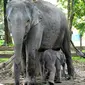 Gajah Ngatini bersama anak pertamanya yang lahir di Taman Wisata Alam Buluh Cina. (Liputan6.com/M Syukur)