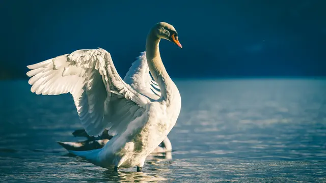 Swan