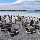 Ilmuwan Temukan Spesies Penguin Gentoo Baru Setelah Lebih dari 100 Tahun