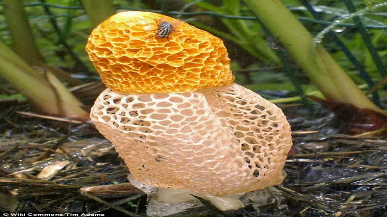 Jamur dictyophora2