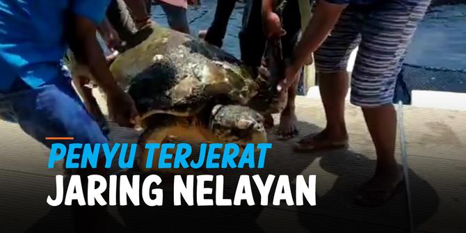 VIDEO: Terjerat Jaring Nelayan, Penyu Lekang Ditemukan Dalam Kondisi Lemah