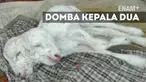 Fenomena unik terjadi di Subang Jawa Barat,domba terlahir dengan memiliki dua kepala dan satu tubuh,  domba lahir dengan kondisi hidup