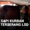 Pemeriksaan Hewan Kurban, Ditemukan Sapi Terserang LSD