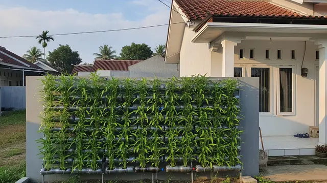 Ide Kebun Kangkung untuk Rumah Type 36 yang Bisa Buat Sambilan