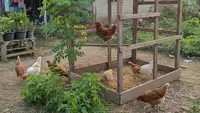 8 Tanaman Wajib di Kebun Ayam Kampung agar Produksi Telur Meningkat, Strategi Alami Hemat Pakan
