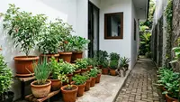 7 Inspirasi Sudut Hijau di Samping Rumah yang Sempit agar Terasa Sejuk dan Produktif