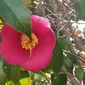 Bunga Camellia di Pulau Jeju