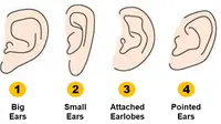 Tebak personality lewat bentuk telingamu. (Doc: jagranjosh.com)