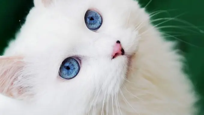 Melihat Keindahan Alam Semesta Lewat 9 Pasang Mata Kucing Ini