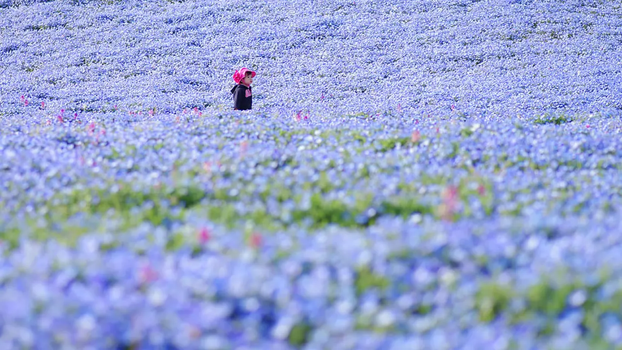 Menikmati Hamparan Karpet Biru di Hitachi Seaside Park Jepang