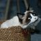 Large cat breeds that act like a dog. (Photo: Anna/Unsplash)