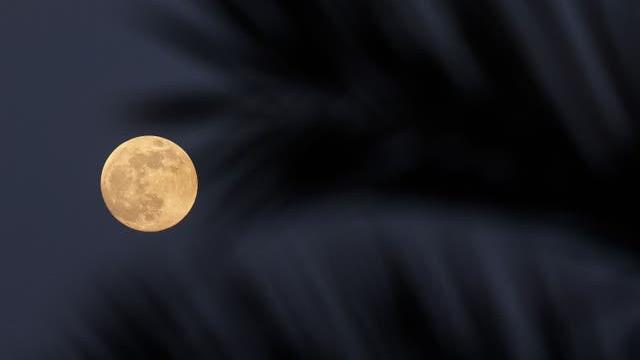 Bulan terbit di belakang pohon palem di atas Laut Mediterania, dilihat dari Roca Llisa di Pulau Ibiza Spanyol pada hari Selasa 25 Mei 2021 (David Gannon / AFP / Getty)