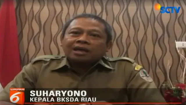 Tim BKSDA Riau harus menunggu pemulihan kesehatan Bonita yang diperkirakan membutuhkan waktu cukup lama.