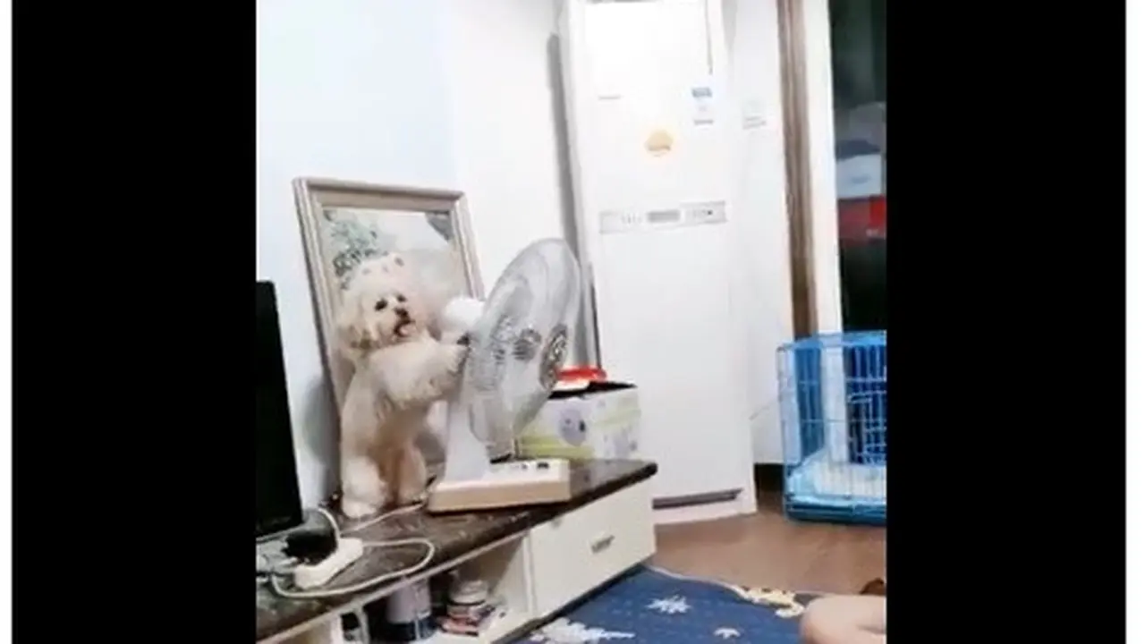 aksi anjing pintar viral