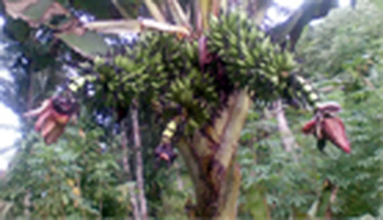 liputan6