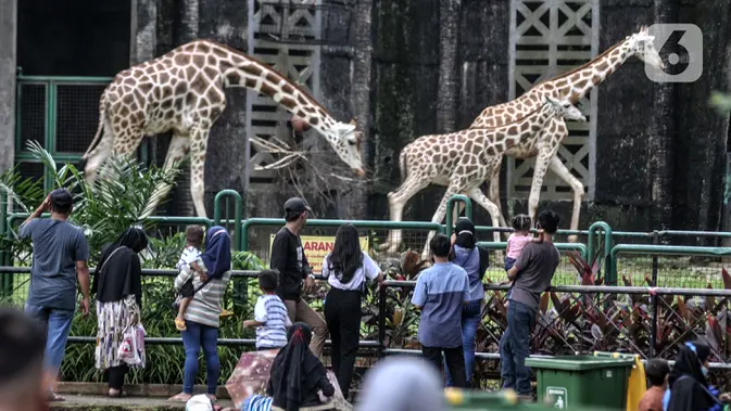 Gratis Masuk Ragunan Saat HUT Jakarta, Catat Tanggalnya