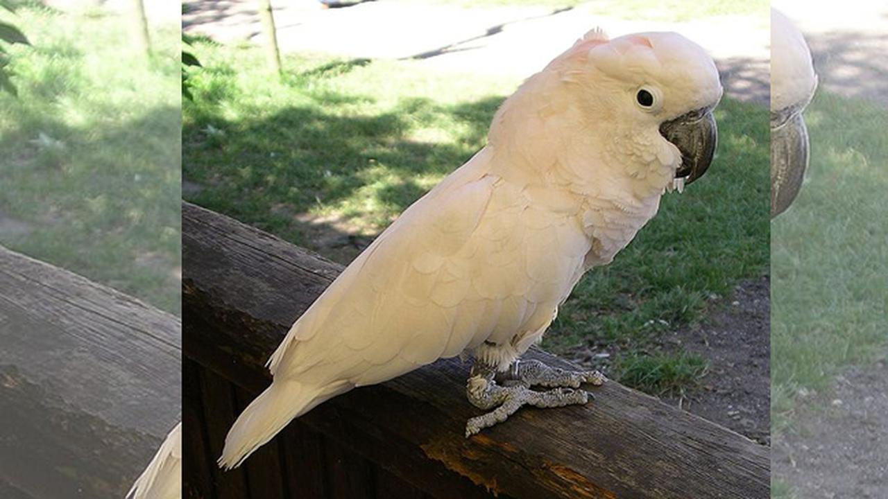 Penyelundupan Kakatua dalam Botol Plastik Buat Publik Jengkel