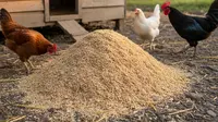 Cara Kombinasi Dedak dengan Pakan Lain Agar Nutrisi Ayam Lengkap