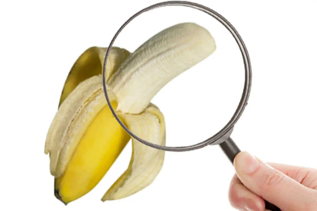 Ilustrasi Penis