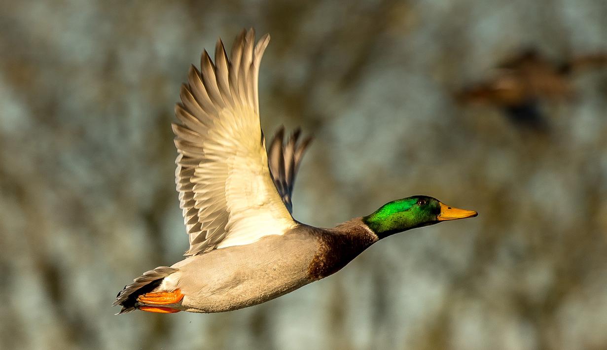 Seekor bebek mallard liar terbang di Godewaersvelde (29/11/2016). (AFP PHOTO / PHILIPPE HUGUEN)