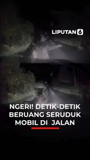 NGERI! DETIK-DETIK BERUANG SERUDUK MOBIL DI JALAN
