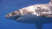 Hiu salah satu predator di laut yang ditakutkan