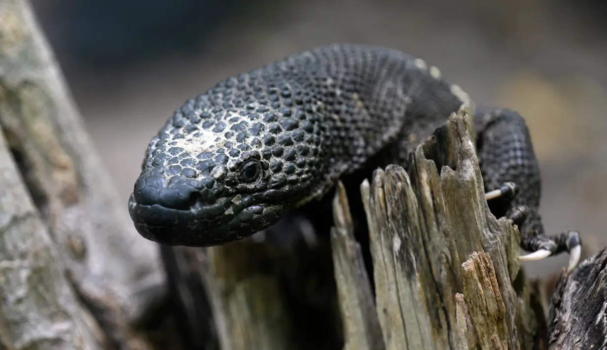 Seekor Heloderma (Horridum harlesborgerti), kadal endemik yang terancam punah, terlihat di Taman Regional Kota Niño Dormido, Cabanas, Guatemala, 11 Juli 2022. Niño Dormido (Anak yang tertidur) adalah salah satu nama reptil yang dikenal. (Johan ORDONEZ/AFP)