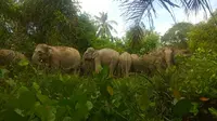 Kawanan gajah dari Giam Siak Kecil masuk kebun dan mendekati pemukiman warga Desa Semunai, Kabupaten Bengkalis. (Liputan6.com/Istimewa)