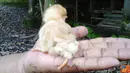 Citizen6, Magelang: Ayam menetas dengan jumlah kaki empat, di Dusun Grogol, Desa Payaman, Kecamatan Secang, Kabupaten Magelang, Provinsi Jawa Tengah, Indonesia. (Pengirim: Niken)