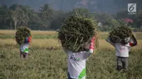 Sejumlah petani membawa hasil panen padi di Desa Bube Baru, Kecamatan Suwawa, Kabupaten Bone Bolango, Gorontalo, Jumat (15/3). Mereka bergotong royong di sawah dengan menyambut musim panen dengan begitu ceria. (Liputan6.com/Arfandi Ibrahim)