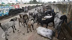 Puluhan kambing berkeliaran di jalur inspeksi Kanal Banjir Barat, Jakarta, Rabu (17/2). Kurangnya ruang terbuka hijau membuat peternak terpaksa mengembalakan hewan ternaknya di tempat yang tidak semestinya. (Liputan6.com/Immanuel Antonius)