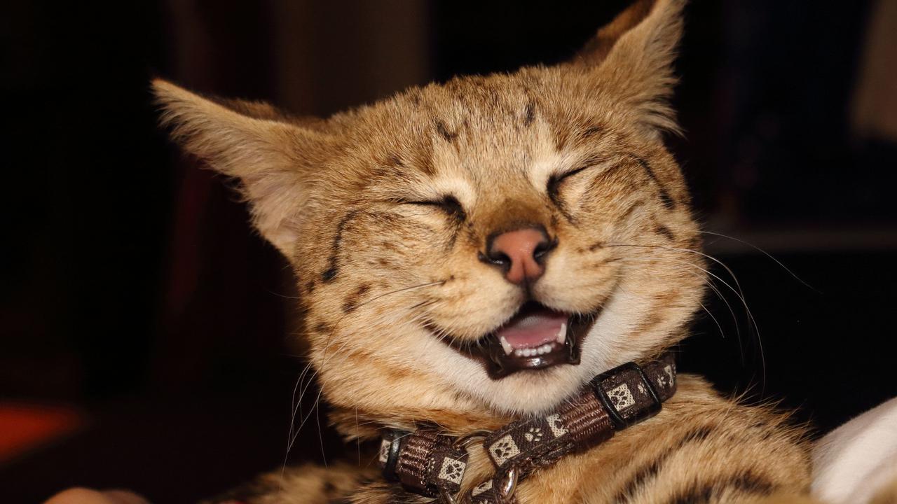 Foto anak kucing jenis savannah. (Val Raw/Pixabay)