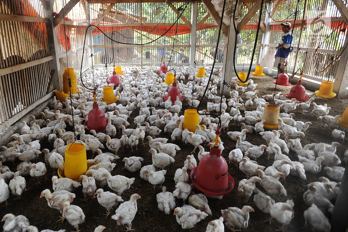 Tembus Rp 50 Ribu per Kg, Peternak Keluhkan Harga Bibit Ayam Fluktuatif
