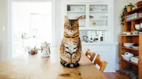 7 Cat Breeds That Can Guard Your Home Like a Dog