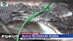Hanya sekitar setengah jam sang pawang berhasil menaklukan buaya berjenis kelamin perempuan yang dipelihara pemiliknya sejak tiga tahun lalu.