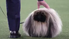 David Fitzpatrick dengan "Wasabi" Pekingnya usai memenangkan Best in Show dalam Westminster Kennel Club Dog Show di Lyndhurst Estate, Tarrytown, New York, Amerika Serikat, 13 Juni 2021. Pandemi COVID-19 membuat Westminster Kennel Club Dog Show tahun ini digelar tanpa penonton. (TIMOTHY A. CLARY/AFP)
