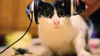 Alunan Musik Indah Ini Ternyata Dibuat Khusus untuk Kucing