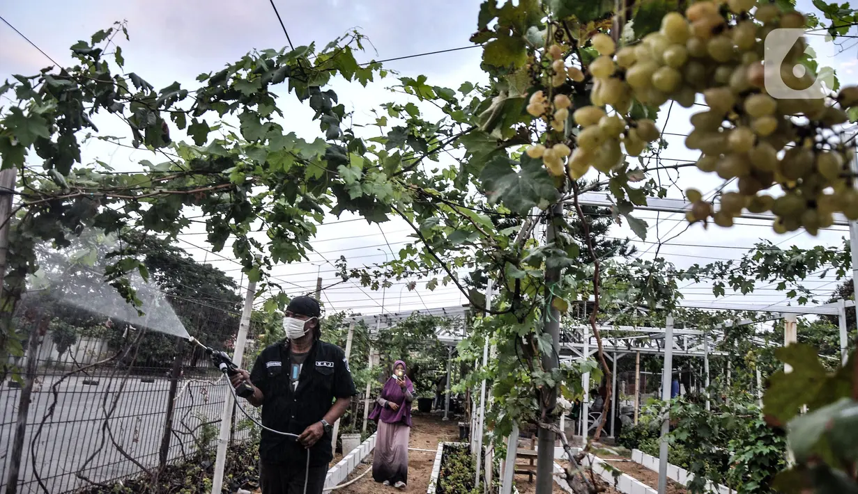 Anggota Komunitas Anggur Jakarta, Tarto Blendhot (48), menyiram kebun anggur di Vezo Grapes Farm, Cilincing, Jakarta Utara, Selasa (7/9/2021). Berawal hobi bercocok tanam, Tarto menyulap lahan tak terawat seluas 800 meter persegi menjadi kebun budi daya bibit anggur. (merdeka.com/Iqbal S. Nugroho)