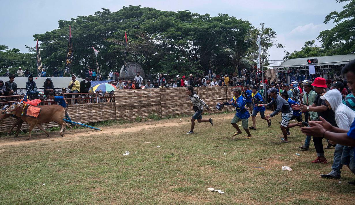 Seorang pemuda mengendarai kereta yang ditarik oleh dua ekor sapi jantan selama kompetisi balap banteng Karapan Sapi  di Bangkalan, pulau Madura, Jawa Timur, Minggu (16/10/2022). Lomba karapan sapi yang memperebutkan Piala Presiden itu diikuti 24 pasang sapi dari sejumlah daerah di Madura. (Juni Kriswanto/AFP)