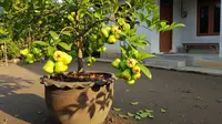 10 Tanaman Buah yang Cocok Ditanam di Pot Besar di Rumah, Ini Tips Cepat Berbuah