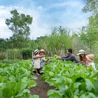 Lebih dari sekadar operasional internal, AYANA Bali juga melibatkan tamu dan komunitas dalam praktik berkelanjutan. Melalui AYANA Farm, area organik seluas dua hektare yang menanam lebih dari 130 varietas tanaman, tamu diajak mengenal pertanian organik dan prinsip sirkular secara langsung. [Dok/AYANA BALI].
