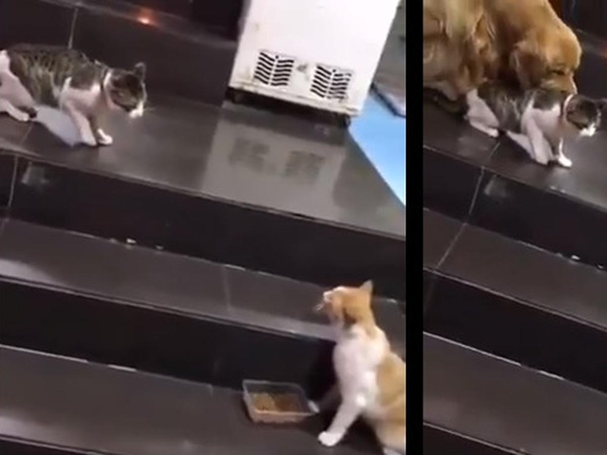 Aksi Anjing Coba Lerai Kucing Yang Lagi Ribut Ini Bikin Gemas - Hot  Liputan6.Com