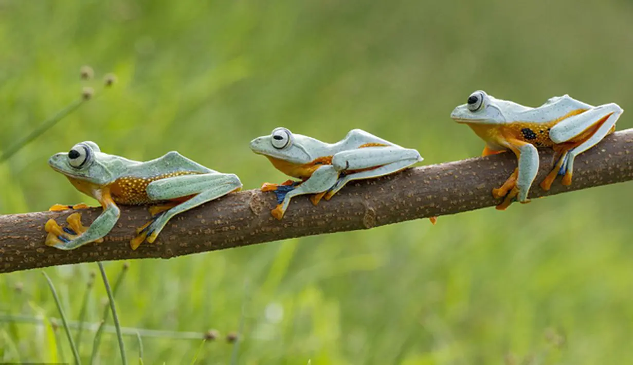 Usai menampilkan gaya terbaik mereka, ketiga katak lucu ini bersiap meninggalkan dahan pohon yang menjadi panggung aksi mereka, Kalimantan.(dailymail) 