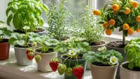 6 Pohon Buah yang Bisa Ditanam di Dalam Rumah, Tanpa Halaman